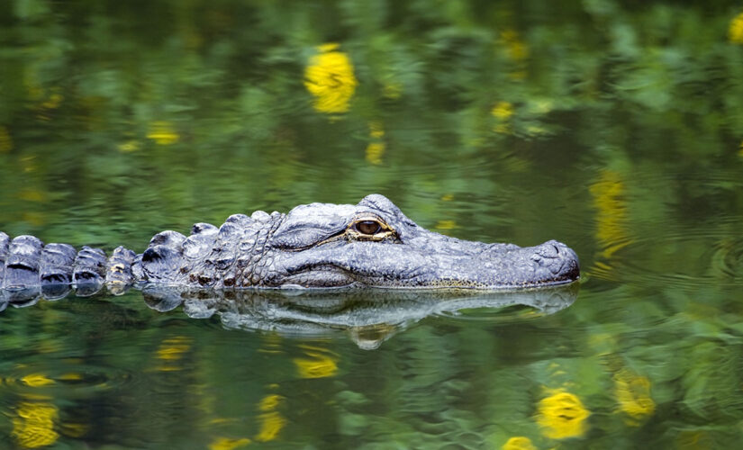 Search continues for Louisiana man whose arm was torn off by alligator