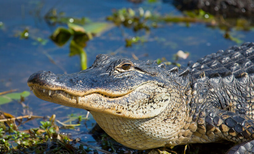 Alligator bites drone out the air, gets a mouth full of smoke