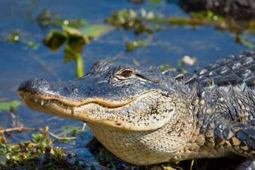 Alligator bites drone out the air, gets a mouth full of smoke