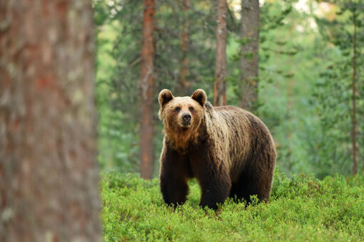 3 men charged after national park incident involving brown bears