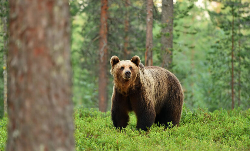 Nevada bear hunt faces calls to be canceled due to wildfires