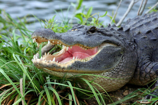 Florida woman, 74, saves pet dog from alligator attack: report