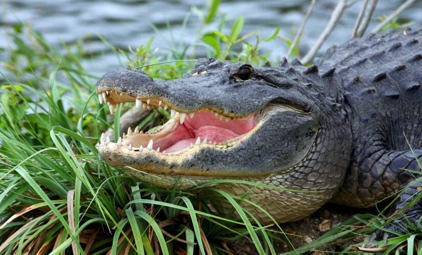 Florida woman, 74, saves pet dog from alligator attack: report