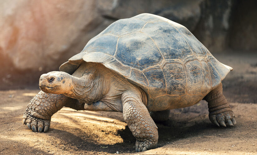 Turtle on runway halts multiple flights in Japan