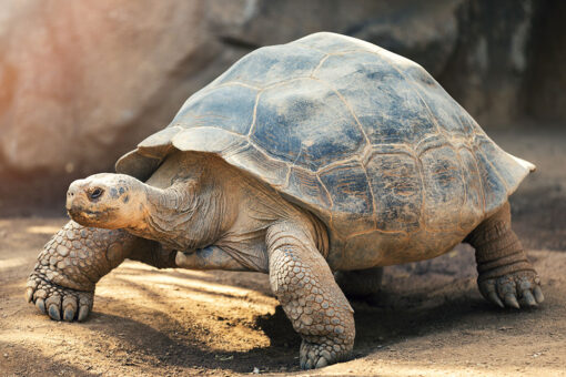 Turtle on runway halts multiple flights in Japan