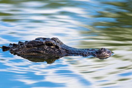 Louisiana: Human remains found inside alligator suspected of killing man in Ida floodwaters