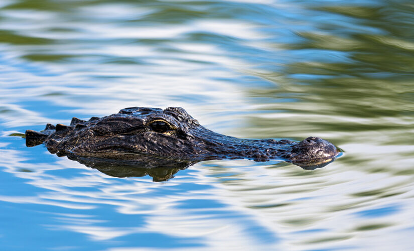 Louisiana: Human remains found inside alligator suspected of killing man in Ida floodwaters