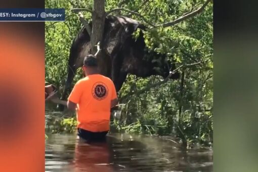Cow rescued from tree in Louisiana after being caught in floodwater