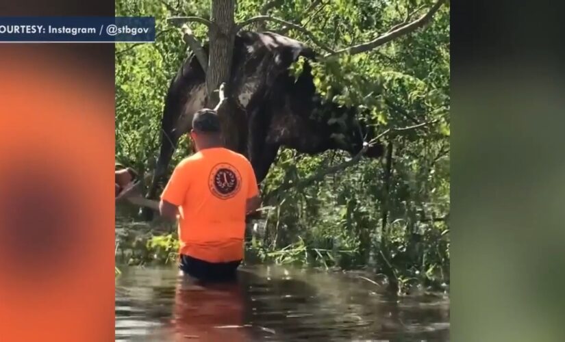 Cow rescued from tree in Louisiana after being caught in floodwater