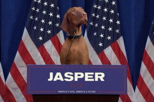 Remembering Dana Perino’s beloved dog, Jasper