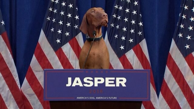 Remembering Dana Perino’s beloved dog, Jasper