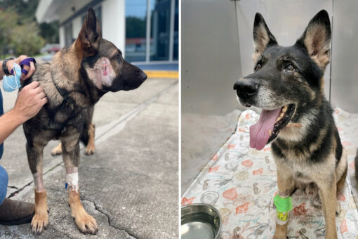 2 Florida K-9s recovering after getting shot by armed carjacking suspect, deputies says