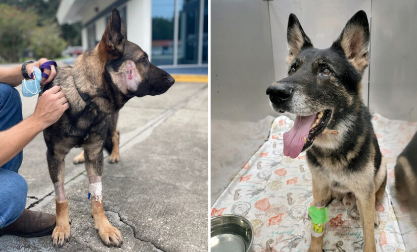 2 Florida K-9s recovering after getting shot by armed carjacking suspect, deputies says