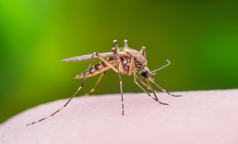 Multiple states warn on West Nile virus risk amid peak period