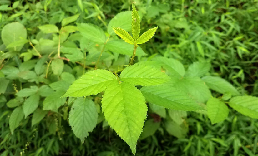 Poison ivy vaccine making progress: report