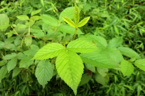 Poison ivy vaccine making progress: report