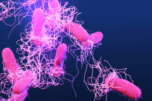 Salmonella outbreak detected in half of US states