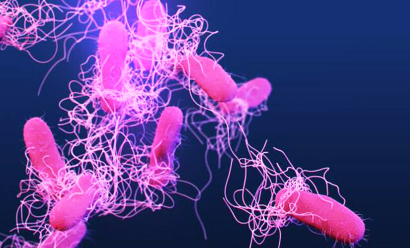 Salmonella outbreak detected in half of US states