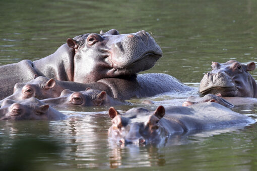 Pablo Escobar’s cocaine hippos legally ‘people’: US judge