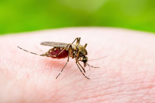 Connecticut mosquitoes test positive for potentially deadly EEE virus, officials say