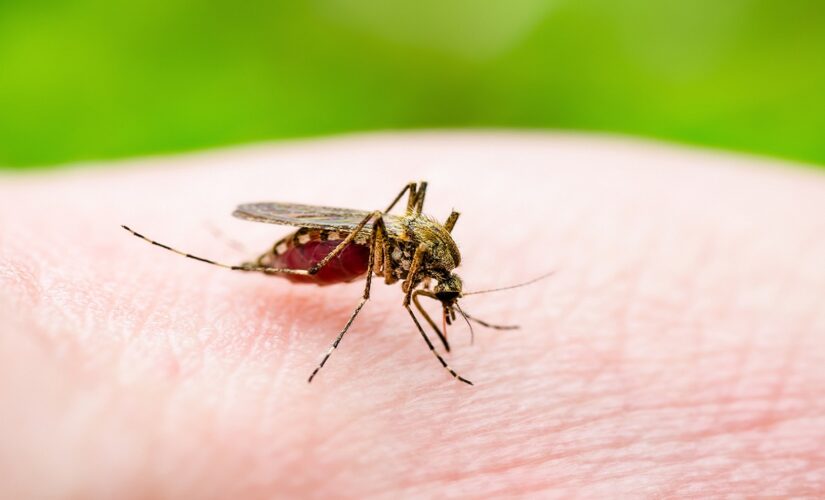 Connecticut mosquitoes test positive for potentially deadly EEE virus, officials say