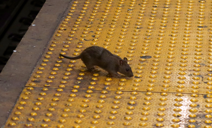 Leptospirosis cases surge in NYC: What to know about the rat-spread infectious disease