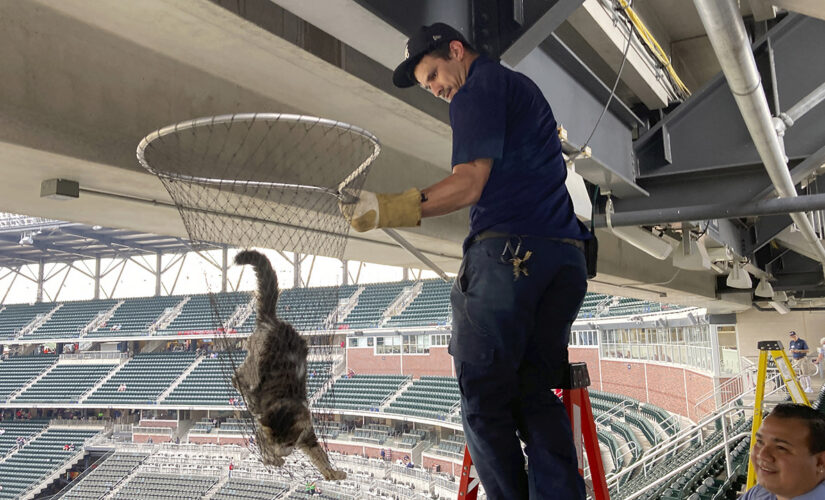 Cat scurries along beam in upper deck before Braves-Phillies