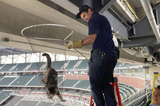 Cat scurries along beam in upper deck before Braves-Phillies