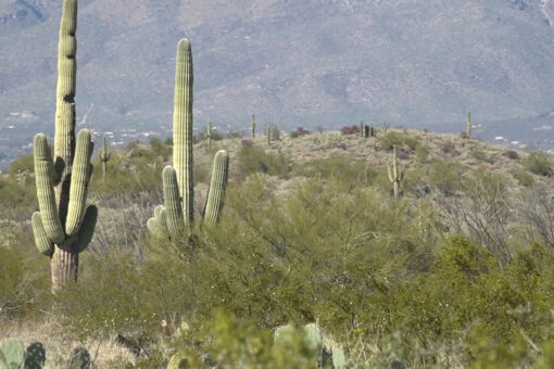 Arizona’s migrant flood captured on hidden trail cameras