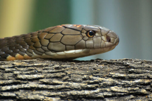 Indian man sentenced to life after killing wife with cobra