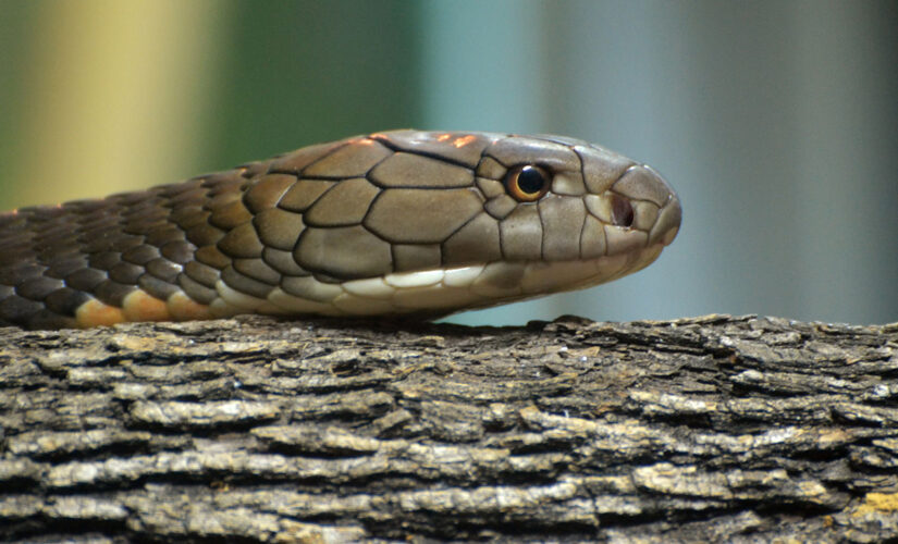 Indian man sentenced to life after killing wife with cobra