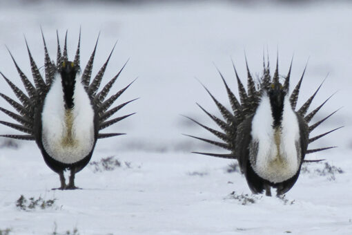 Biden admin examines new measures to protect bird species