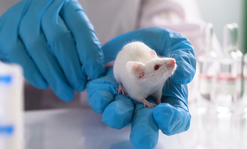 Experimental drug boosts immunotherapy treatment of pancreatic cancer in mice