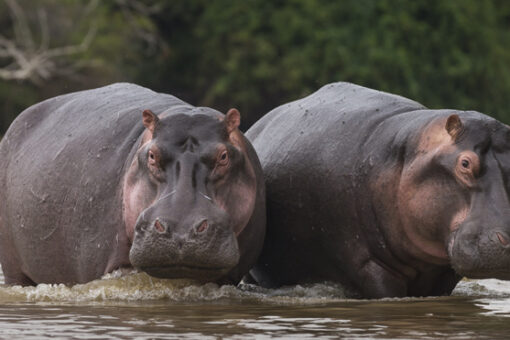 Belgian zoo says its 2 hippos have COVID-19