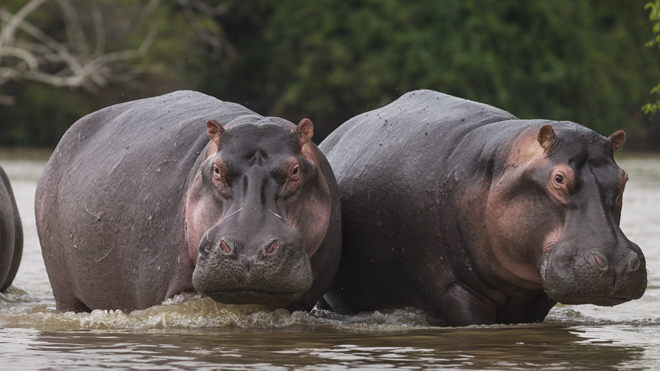 Belgian zoo says its 2 hippos have COVID-19