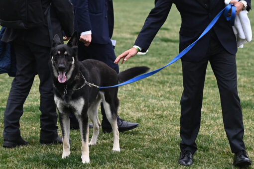 White House shakeup: Biden to get new German Shepherd and cat as current dog gets rehomed