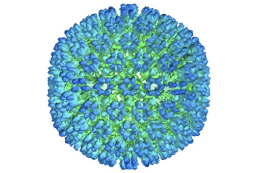 More evidence ties Epstein-Barr virus to multiple sclerosis, study says