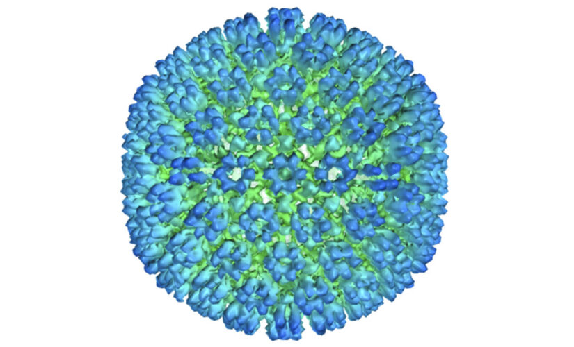 More evidence ties Epstein-Barr virus to multiple sclerosis, study says