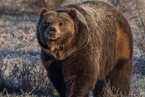 Wyoming’s push to delist grizzly from endangered species list faces opposition from anti-hunting group
