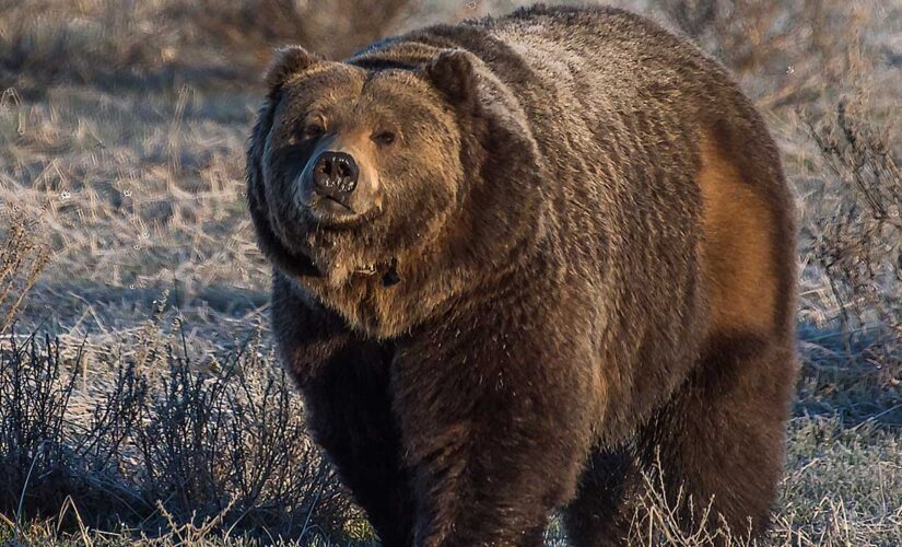 Wyoming’s push to delist grizzly from endangered species list faces opposition from anti-hunting group