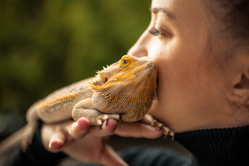 Salmonella outbreak tied to pet bearded dragons, CDC says