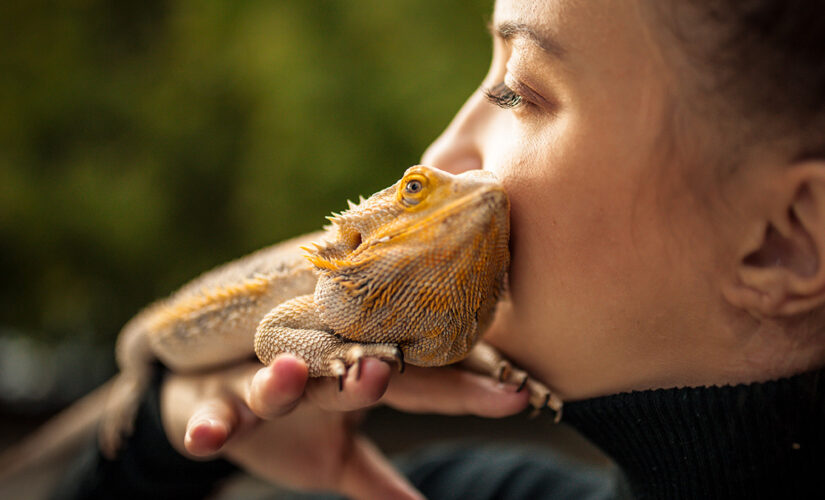 Salmonella outbreak tied to pet bearded dragons, CDC says