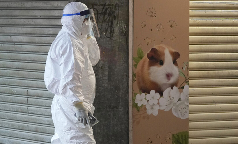 Hong Kong to kill 2,000 animals after several hamsters test positive for COVID-19