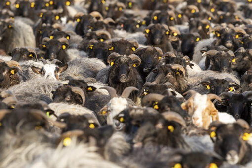 COVID-19: Goats and sheep encourage vaccination in Germany