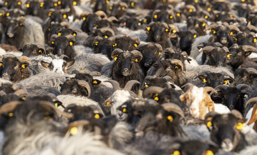 COVID-19: Goats and sheep encourage vaccination in Germany