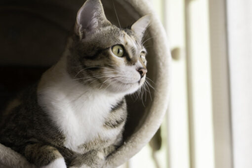 FDA approves first feline arthritis pain treatment