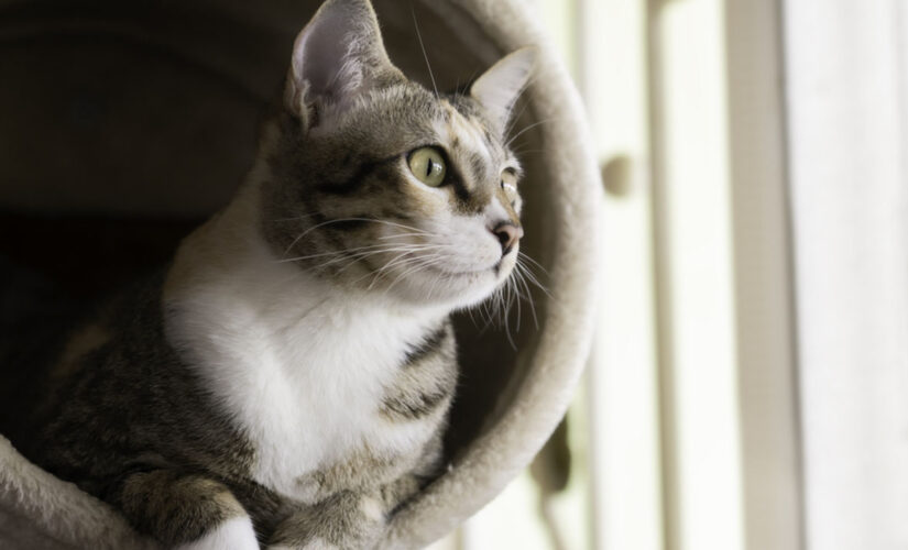 FDA approves first feline arthritis pain treatment