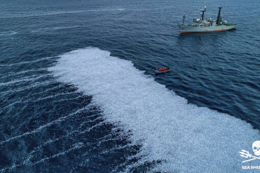 Mass swarm of dead fish in Atlantic prompts European inquiry