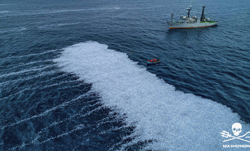 Mass swarm of dead fish in Atlantic prompts European inquiry