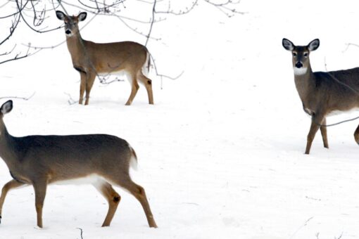 Omicron found in NYC deer, study shows